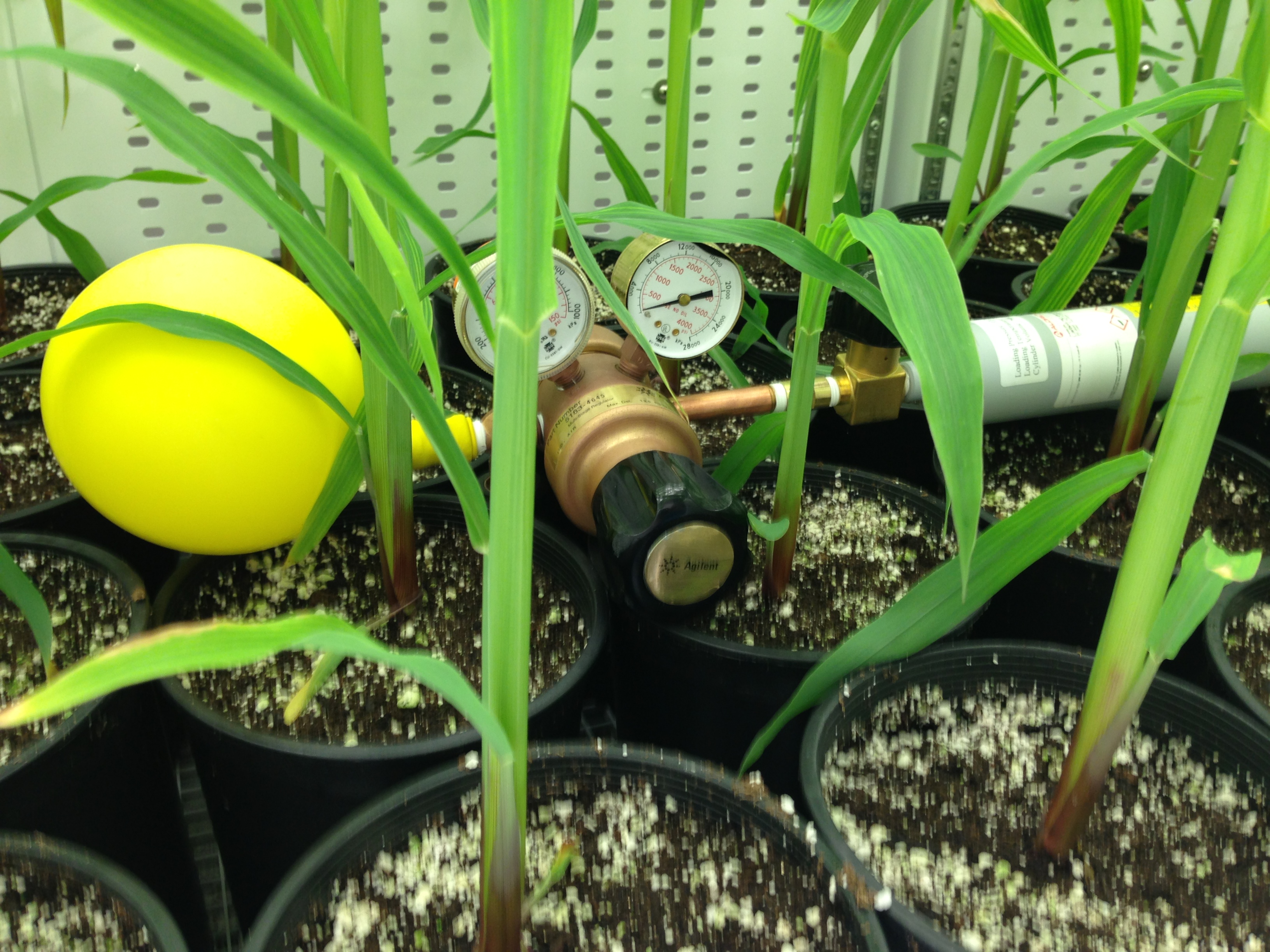 13CO2 Labelling