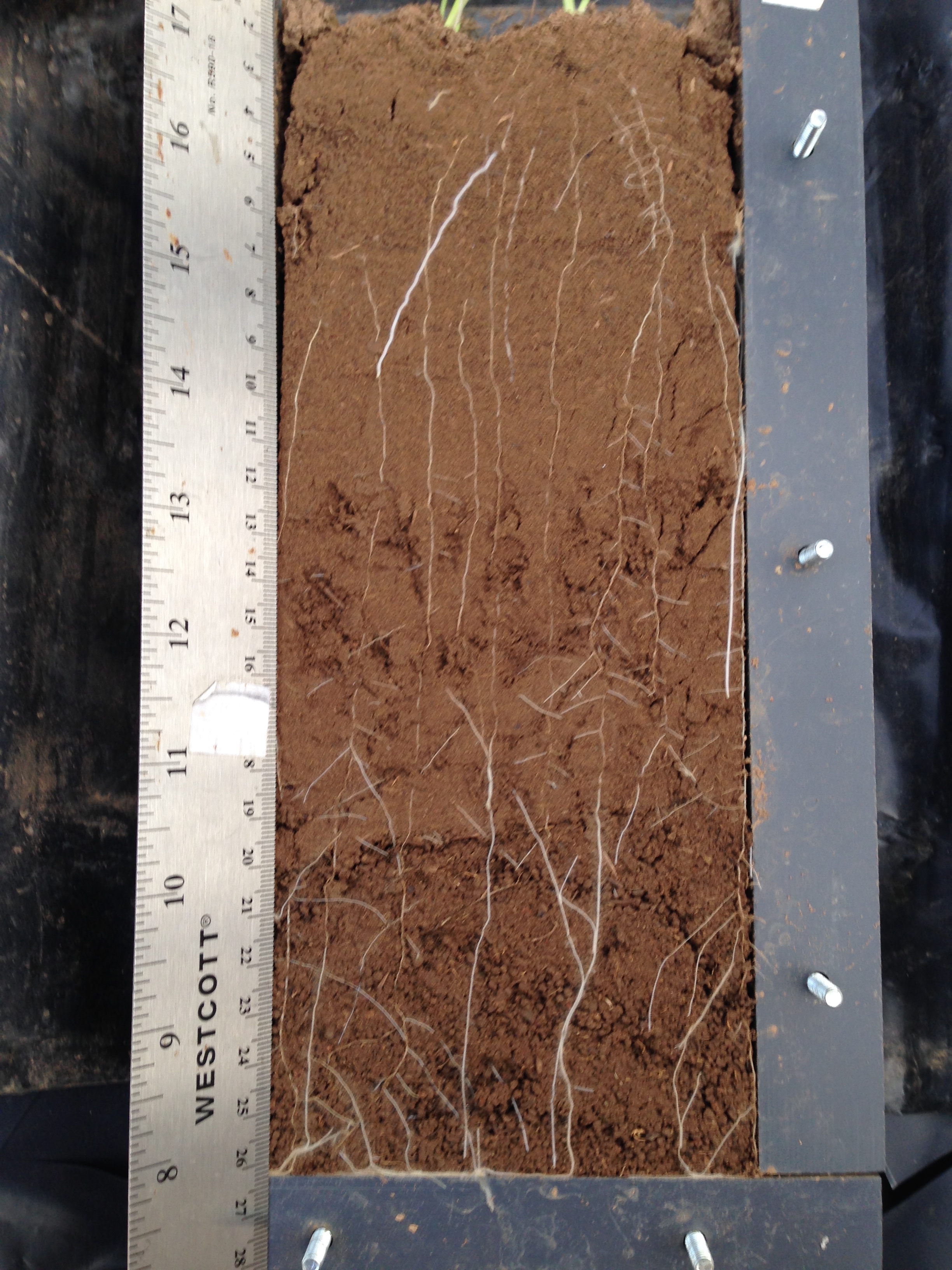 Root Microcosm