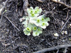Liverwort