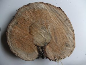 Fire scars are essential for calculating accurate burn intervals