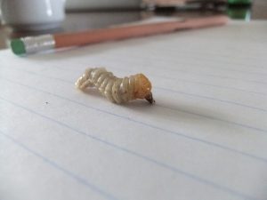 A larva of a longhorn beetle - generator of the skrtich skritch skritch sounds you hear from burned dead trees and a key part of fire ecology up here.